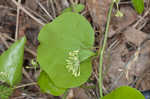 Roundleaf greenbrier